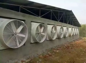 香蕉视频入口APP安装现场