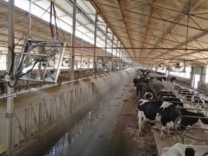 牛舍香蕉视频入口APP案例